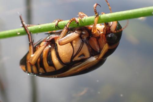 Dytiscus circumflexus